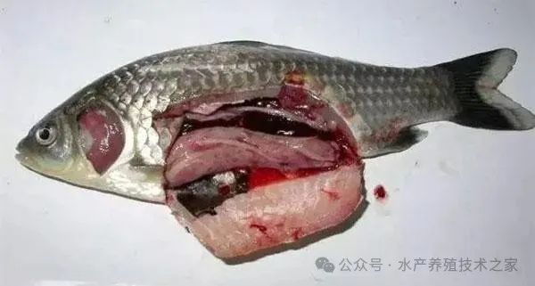 鱼类会有肝病的种类